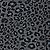BLACK LEOPARD